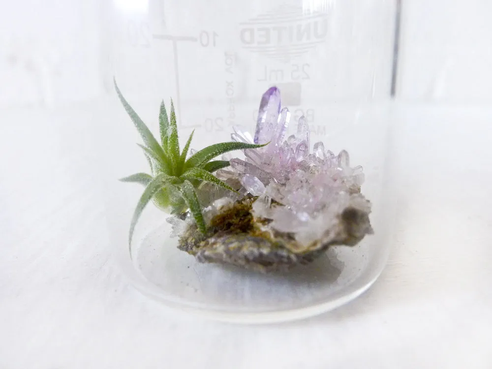 10% SALE Mini Tiny Science Beaker with Magic Matrix Quartz Air Plant Planet Live Inside