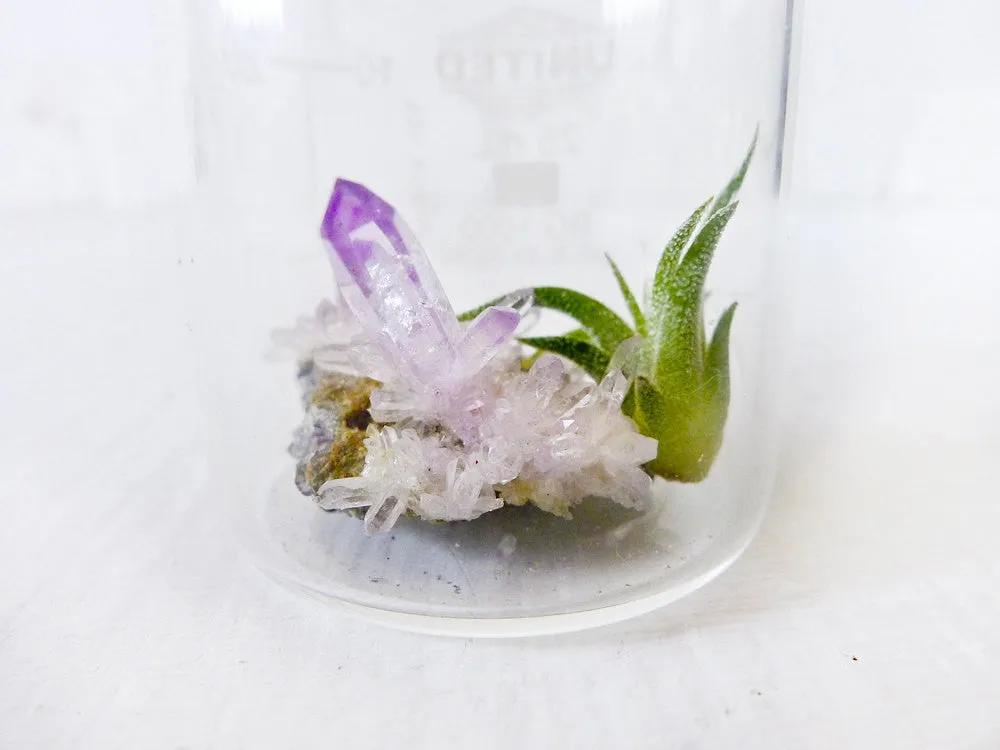 10% SALE Mini Tiny Science Beaker with Magic Matrix Quartz Air Plant Planet Live Inside