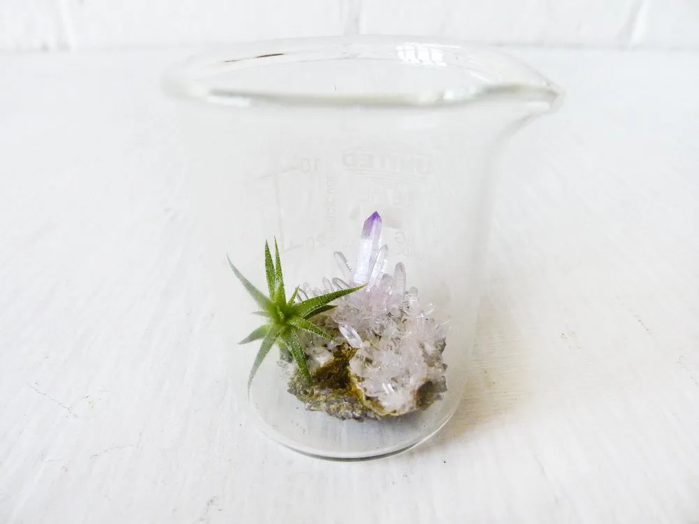 10% SALE Mini Tiny Science Beaker with Magic Matrix Quartz Air Plant Planet Live Inside